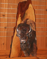 Buffalo on Oak